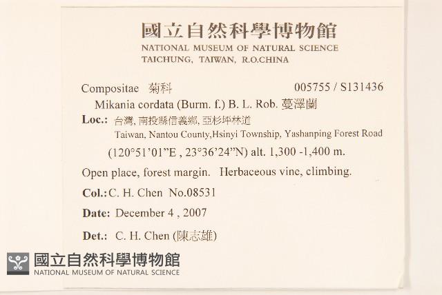 蔓澤蘭藏品圖，第2張