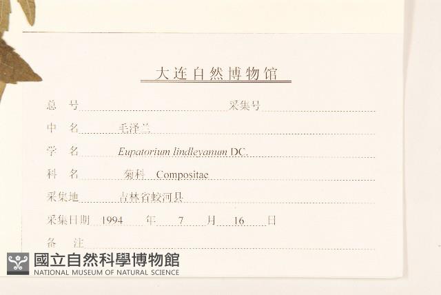 林氏澤蘭藏品圖，第3張