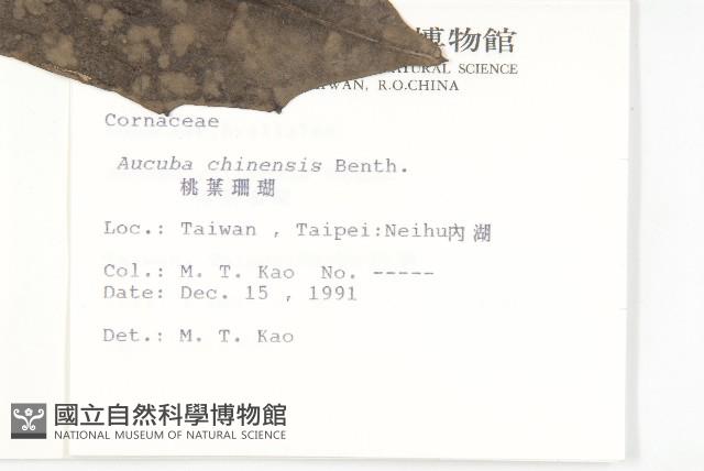 桃葉珊瑚藏品圖，第2張