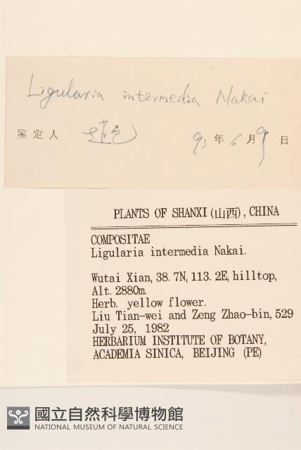 狹苞橐吾藏品圖，第3張