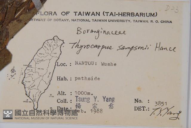 盾果草藏品圖，第2張