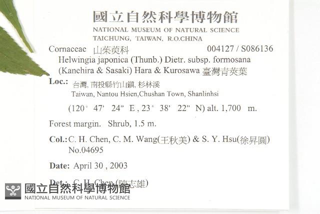 臺灣青莢葉藏品圖，第2張