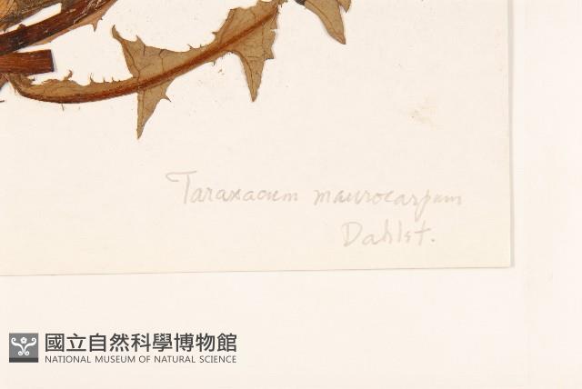 川藏蒲公英藏品圖，第3張