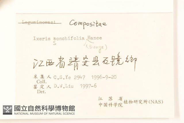 抱莖苦菜藏品圖，第3張