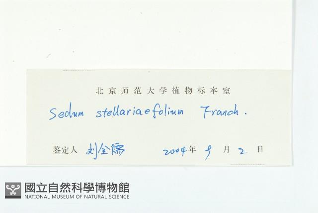 火焰草藏品圖，第3張