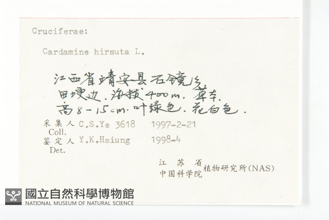 碎米薺藏品圖，第3張
