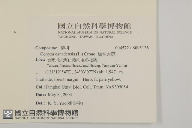 加拿大蓬藏品圖，第2張