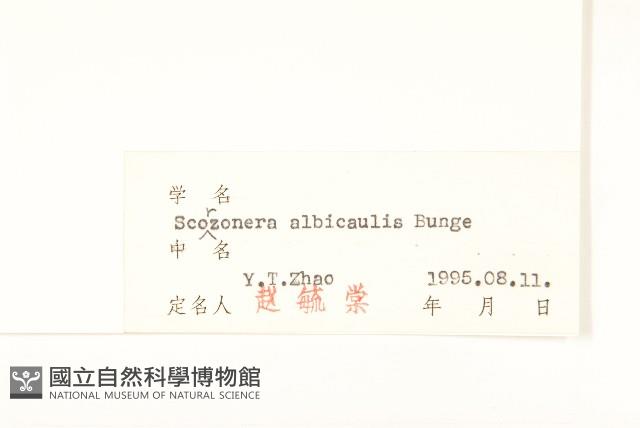 芼管草藏品圖，第3張