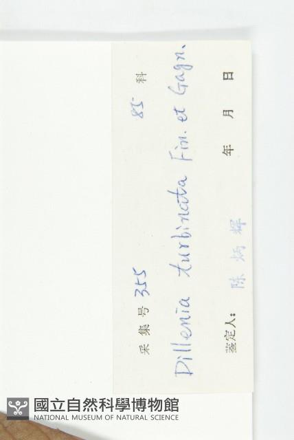 大花五椏果藏品圖，第3張