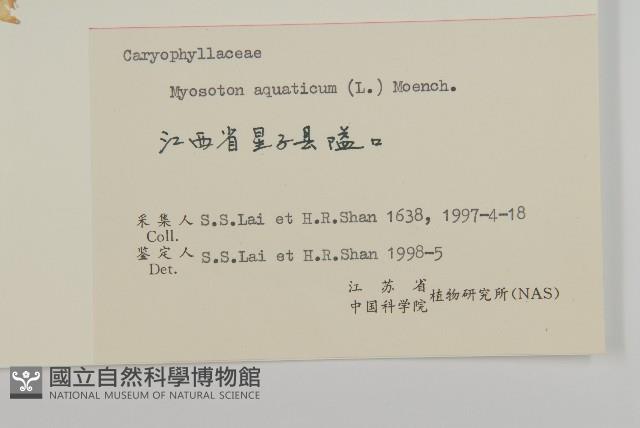 牛繁縷藏品圖，第3張