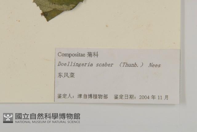 東風菜藏品圖，第3張