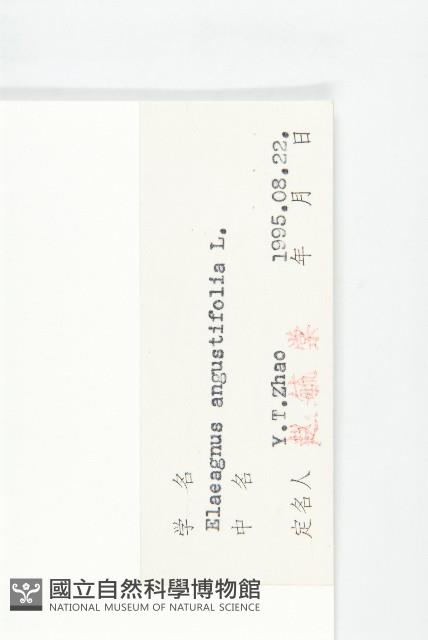 銀柳藏品圖，第3張