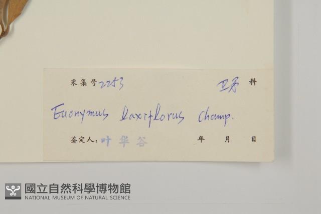 大丁黃藏品圖，第3張