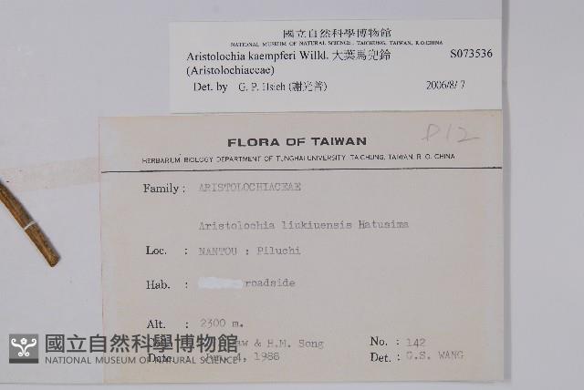 大葉馬兜鈴藏品圖，第2張