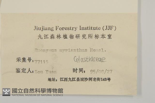 大果衛矛藏品圖，第3張