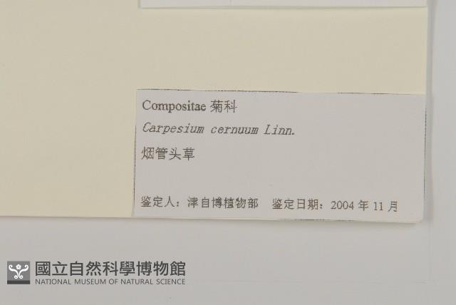 杓兒菜藏品圖，第3張