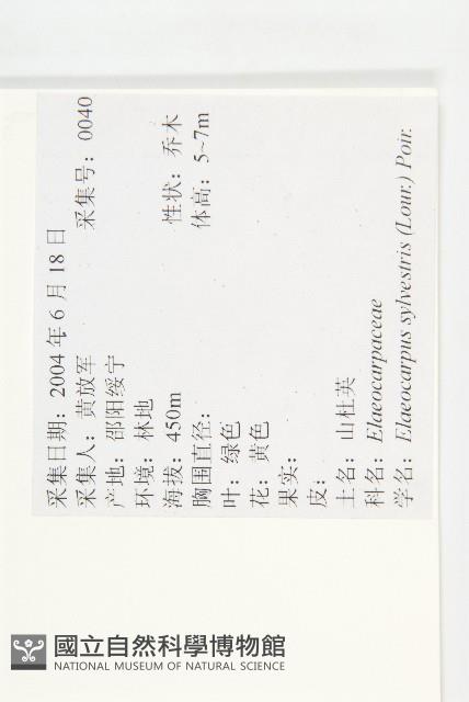 杜英、山杜英、蘭嶼杜英藏品圖，第2張