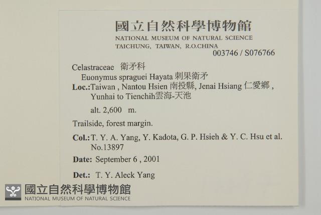 刺果衛矛藏品圖，第2張