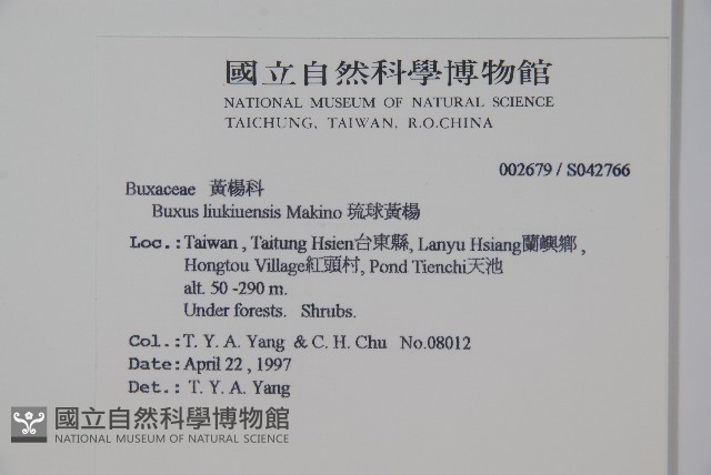 琉球黃楊藏品圖，第2張
