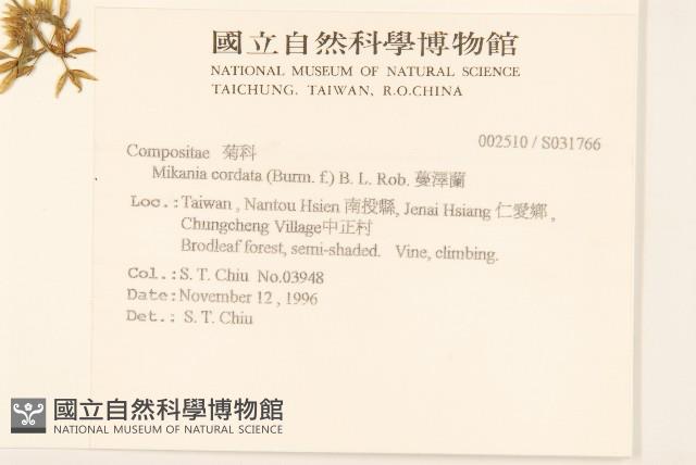 蔓澤蘭藏品圖，第2張