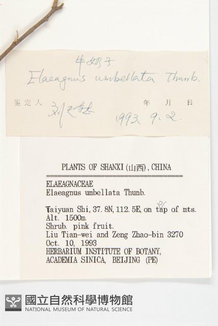 小葉胡頹子藏品圖，第3張