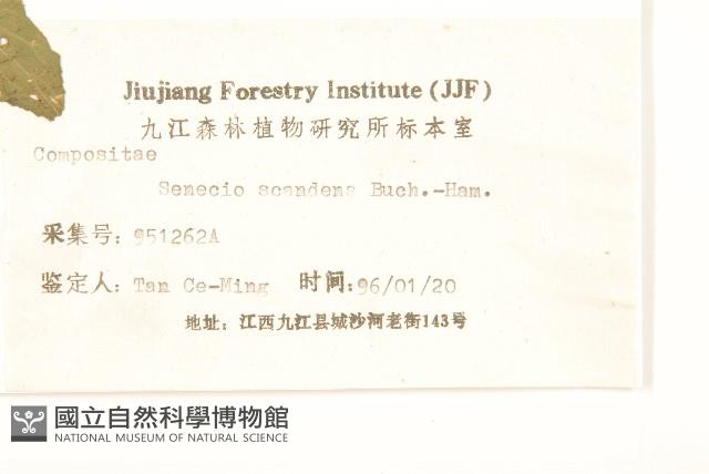 蔓黃菀藏品圖，第3張