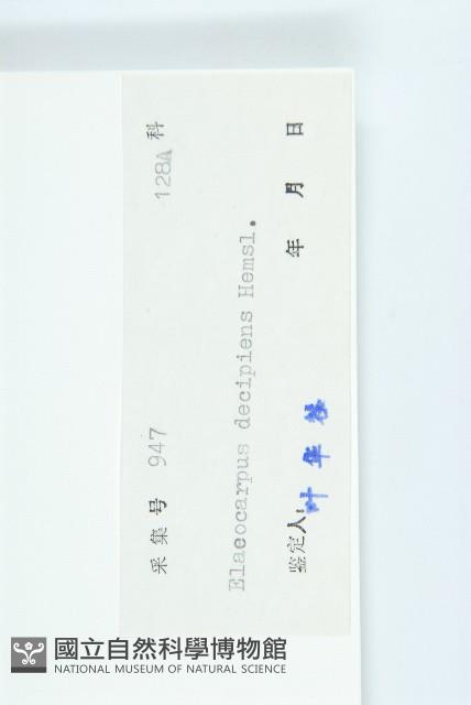 杜英藏品圖，第3張