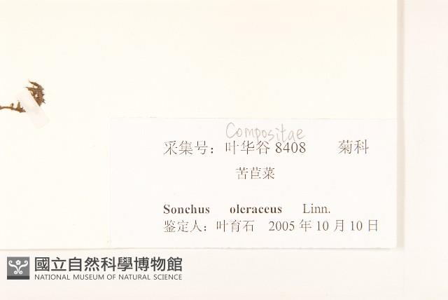 苦滇菜、苦菜藏品圖，第3張