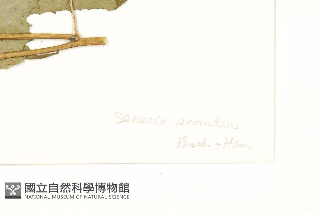 蔓黃菀藏品圖，第3張
