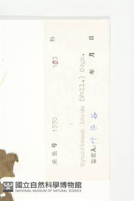 光葉絞股藍藏品圖，第3張