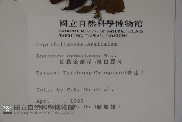 Red-spotted Honeysuckle Collection Image, Figure 2, Total 2 Figures