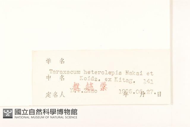 異苞蒲公英藏品圖，第3張