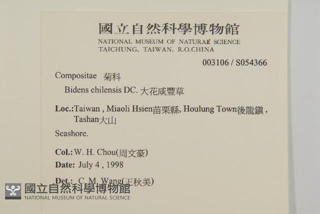 大花咸豐草藏品圖，第2張