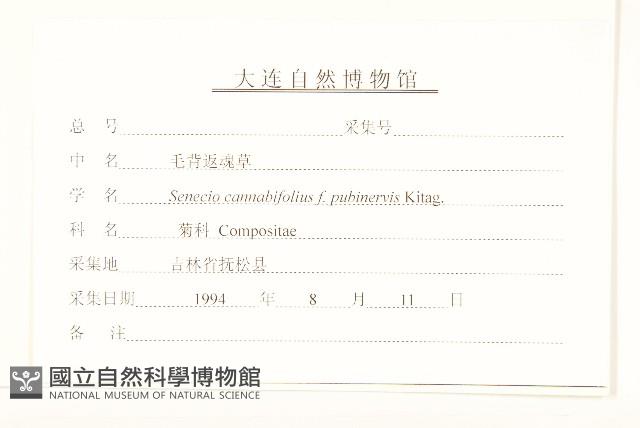 毛背返魂草藏品圖，第3張