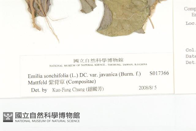 紫背草藏品圖，第3張