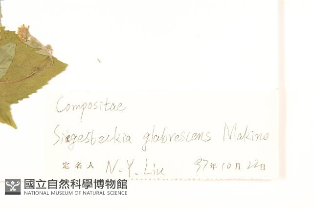 毛梗豨薟藏品圖，第3張