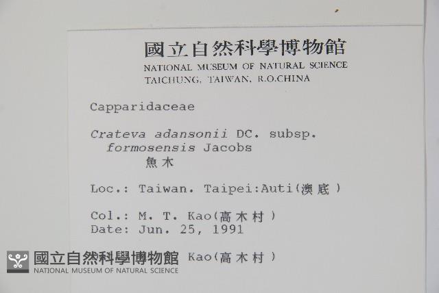 魚木藏品圖，第2張