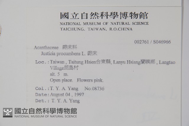 爵床藏品圖，第2張