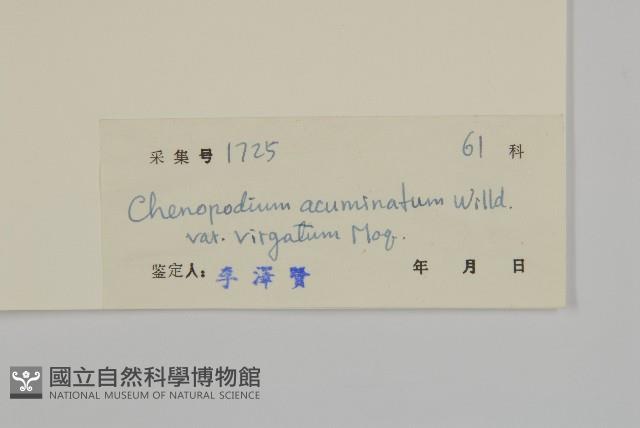 變葉藜、毛綠珠藜藏品圖，第3張