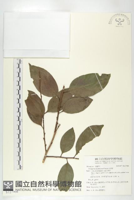 山紅柿藏品圖，第3張