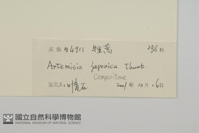 牡蒿藏品圖，第3張