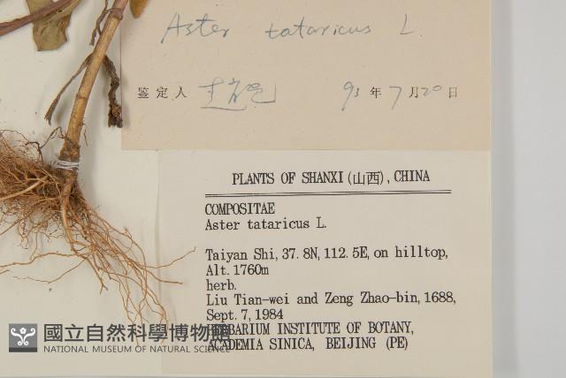 紫菀藏品圖，第3張