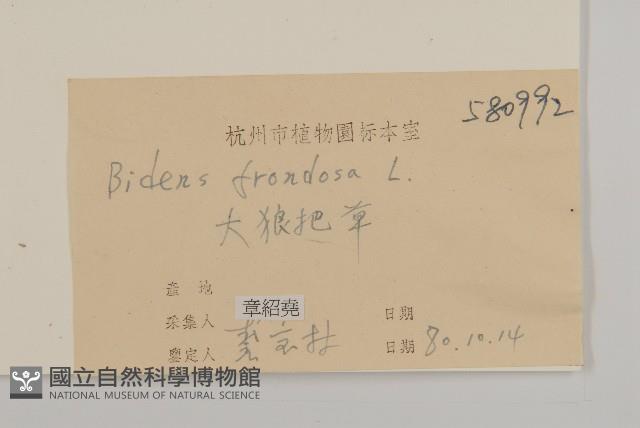 大狼把草藏品圖，第3張