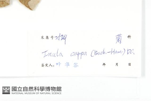 羊耳菊藏品圖，第3張