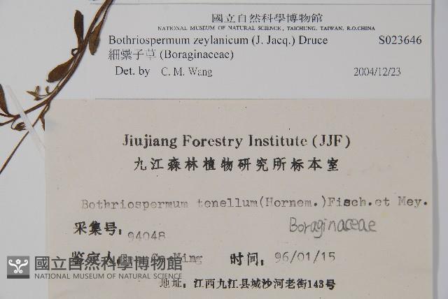 細纍子草藏品圖，第2張