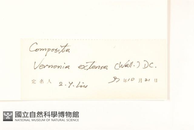 展枝斑鳩菊藏品圖，第3張