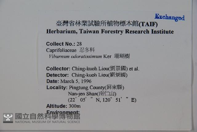 珊瑚樹藏品圖，第2張