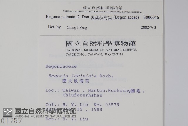裂葉秋海棠藏品圖，第2張