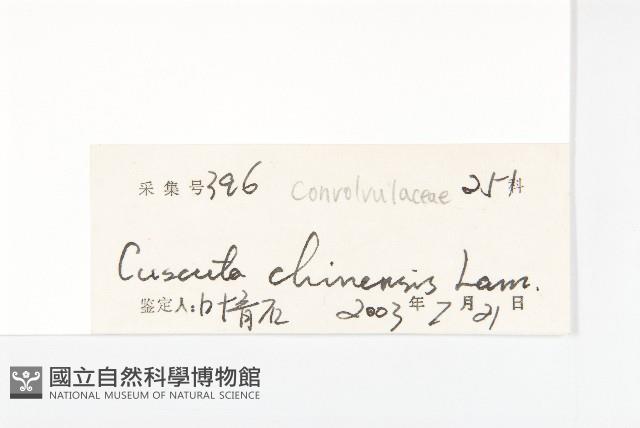 中國菟絲子藏品圖，第3張