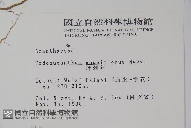 針刺草藏品圖，第2張